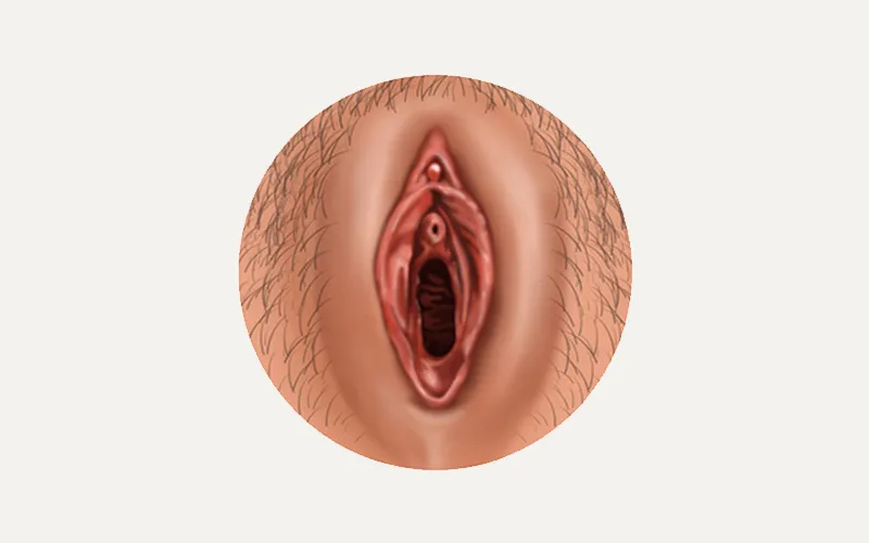 Medical illustration of vulvar anatomy drawn straight on within a circular field