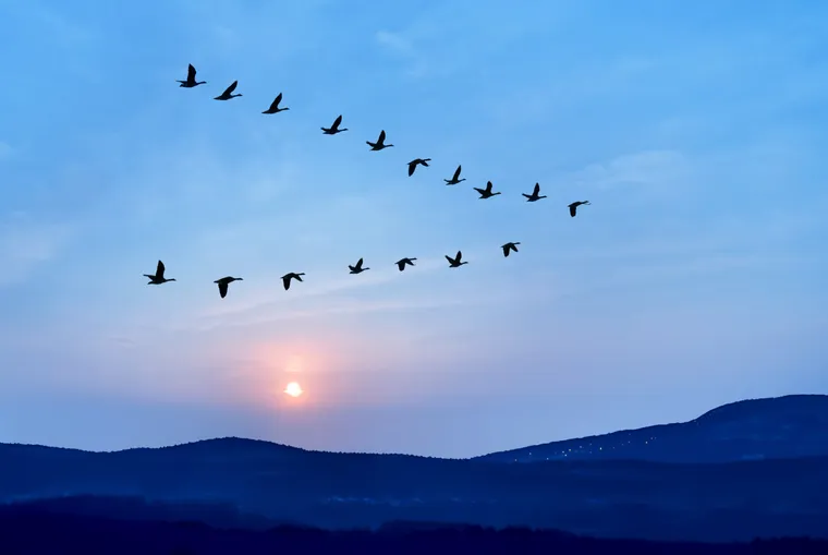 Flock of birds flying in formation over hills at sunset