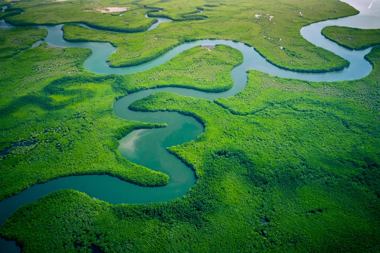 An aerial view of a river winding in wide loops through dense green mangrove forest