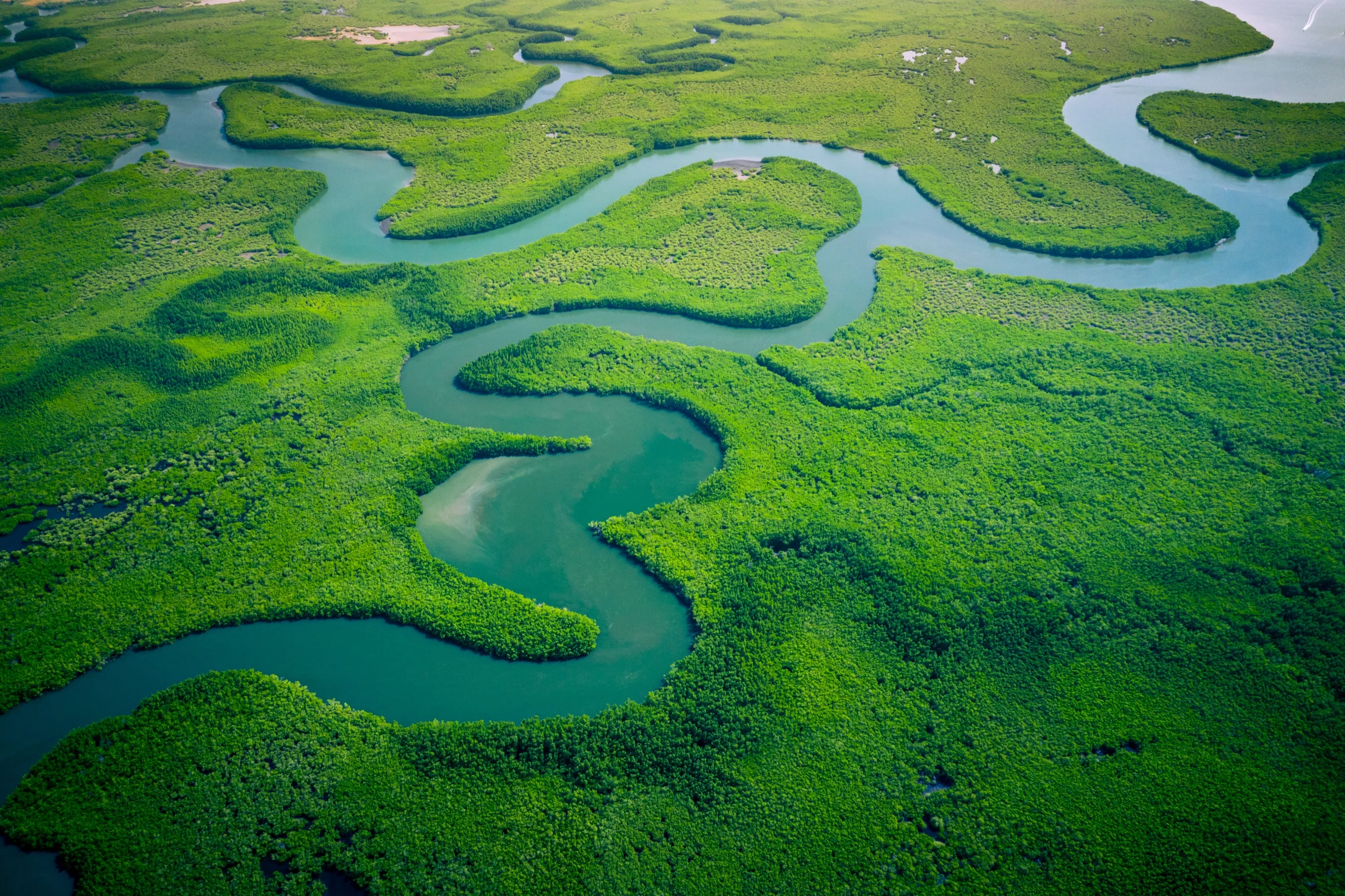 An aerial view of a river winding in wide loops through dense green mangrove forest