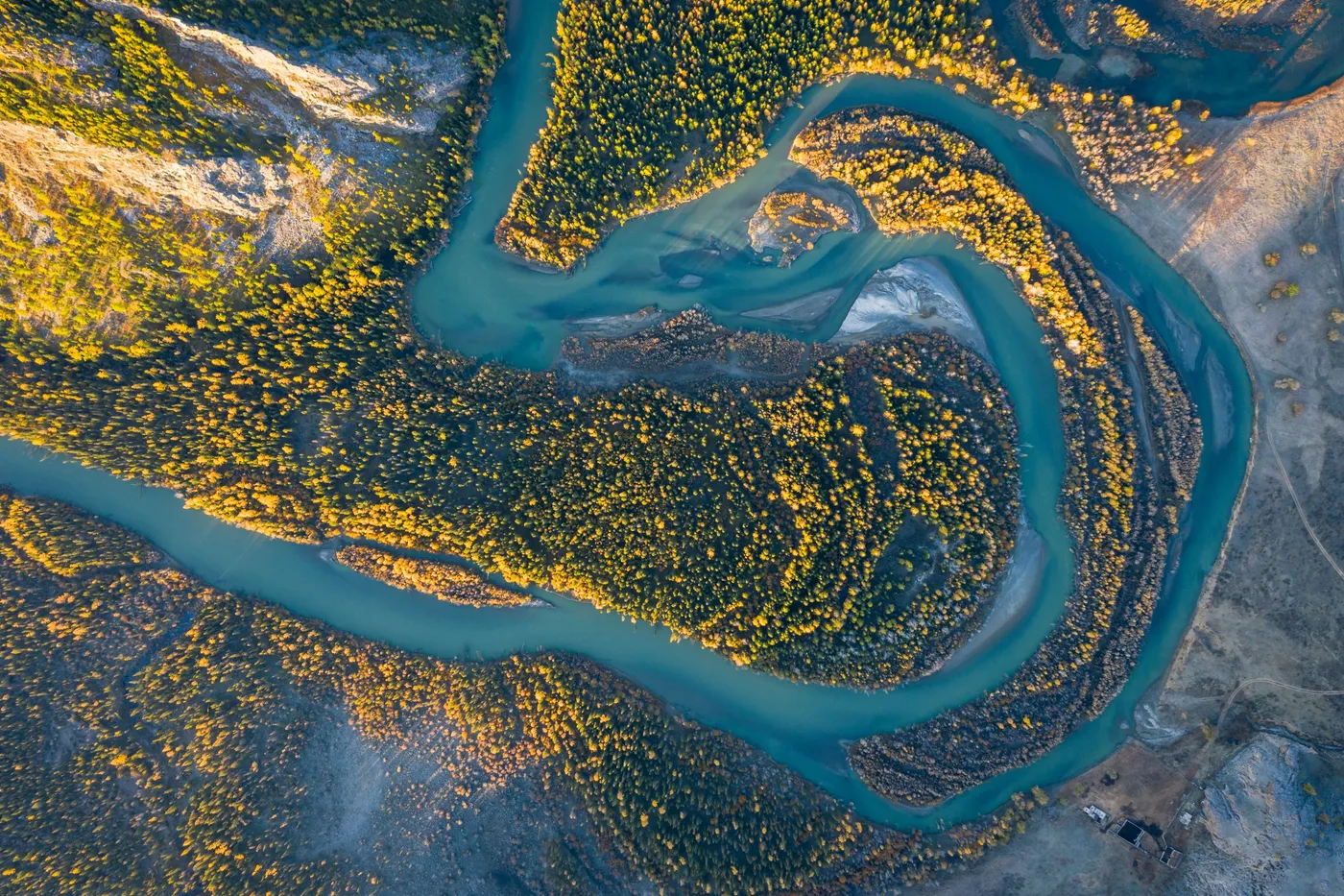 An aerial view of a braided turquoise river curving through autumn forest and pale gravel flats